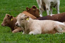 Hausrind (151 von 174).jpg